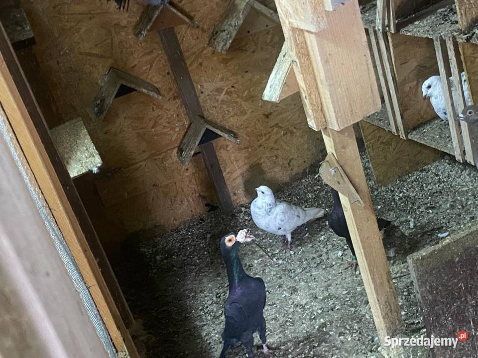 Sprzedam Kariery 150 Siepraw