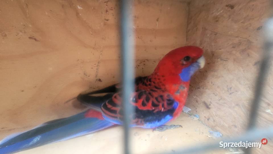 Rozella królewska Ptaki małopolskie Wieliczka