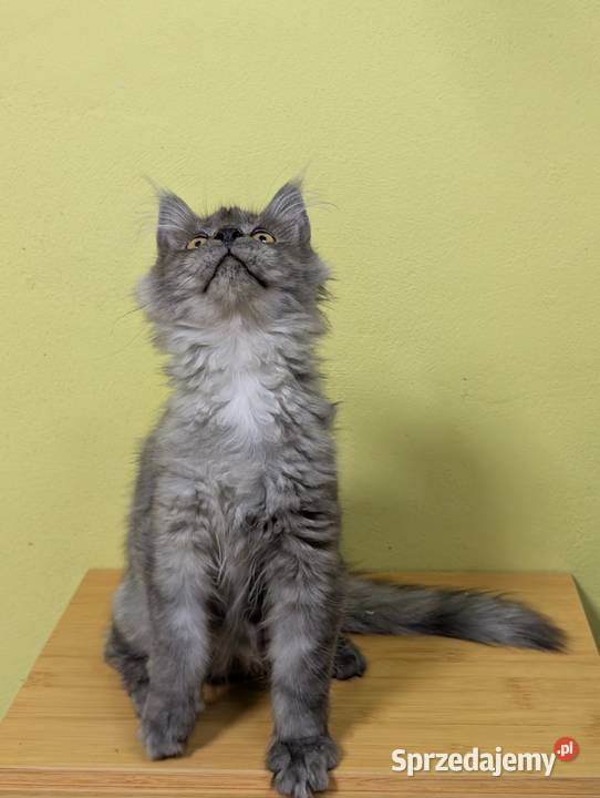 Euforia czarna dymna kotka Maine Coon Tica