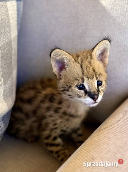 Serwal Afrykański Serval karmiony butelką Czerwionka-Leszczyny