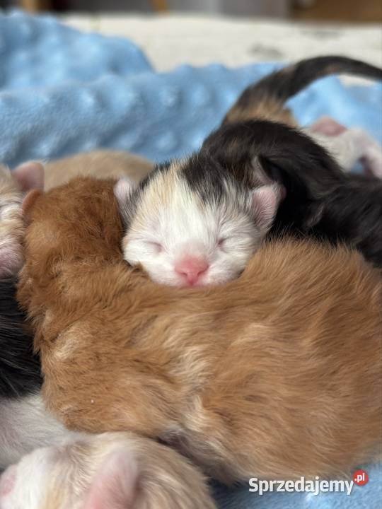 Maine Coon do rezerwacji Wrocław