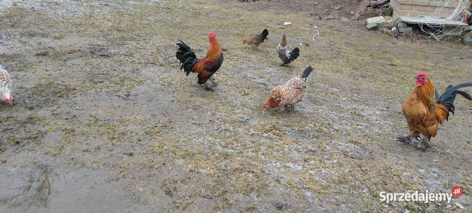 Jajka lęgowe kur karzełki liliputki Tokarówka sprzedam