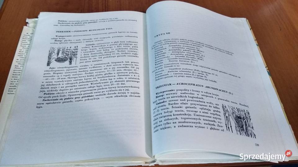 Gniazda naszych ptaków PTAKI Jerzy Gotzman Rok wydania 1972 Gdańsk