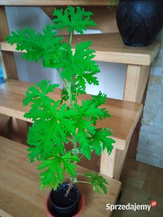 Geranium pachnące cytrynką podlaskie