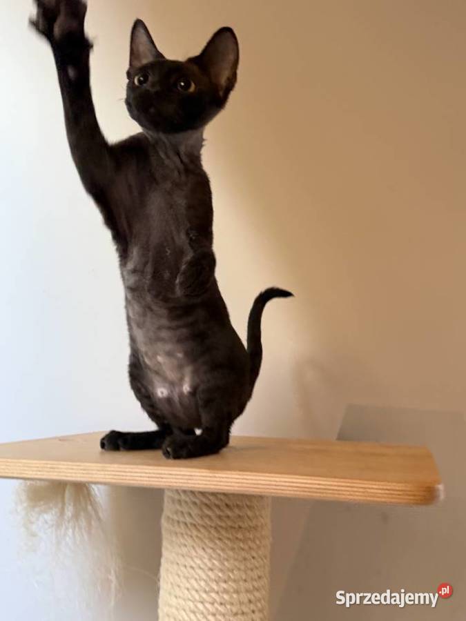 Devon Rex kocięta z rodowodem FPL Białogard