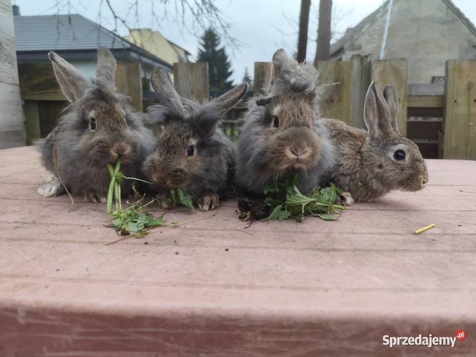 Króliki króliki młode sprzedam