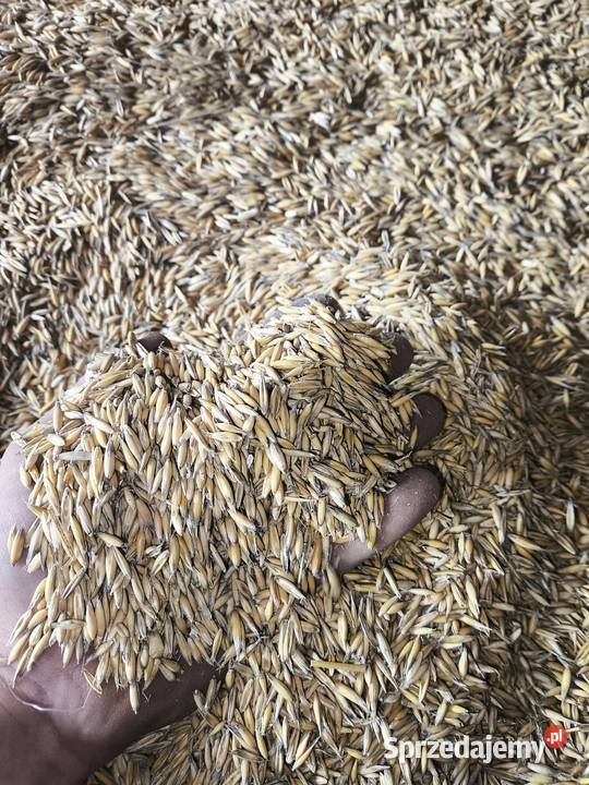 Owies zbiór 2025 Kamień