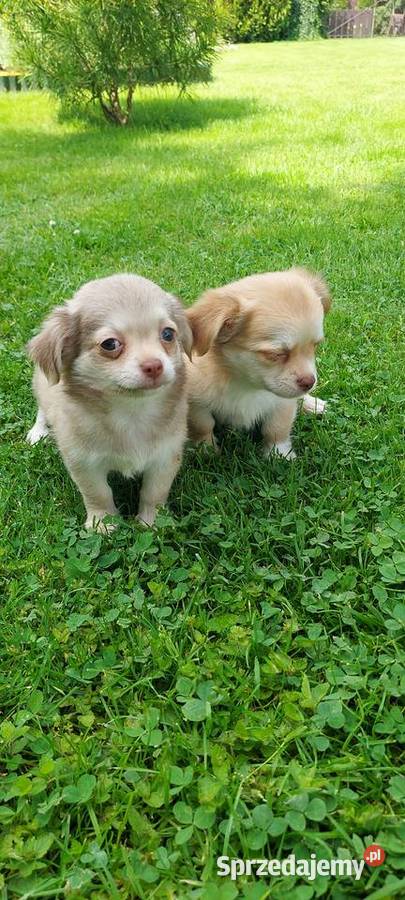 Chihuahua długowłosa szczeniaki Tarnów