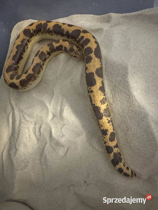 Boa piaskowy dorosły samiec Classic kujawsko-pomorskie Gostkowo