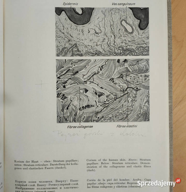 Atlas der normalen mikroskopischen anatomie des twarda Sosnowiec