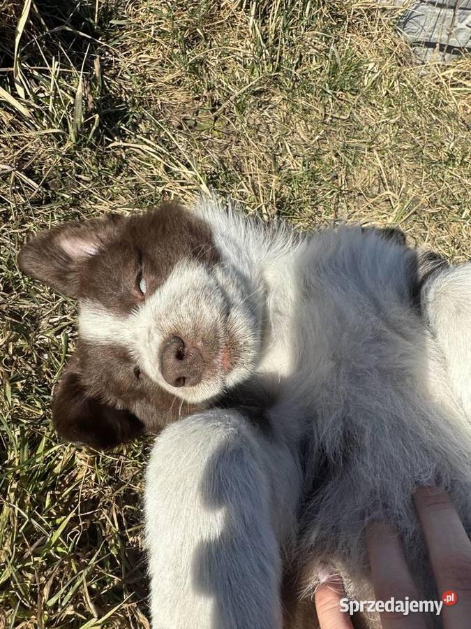 Szczeniaki Border Collie z rodowodem gotowe do Pozostałe Pajęczno sprzedam