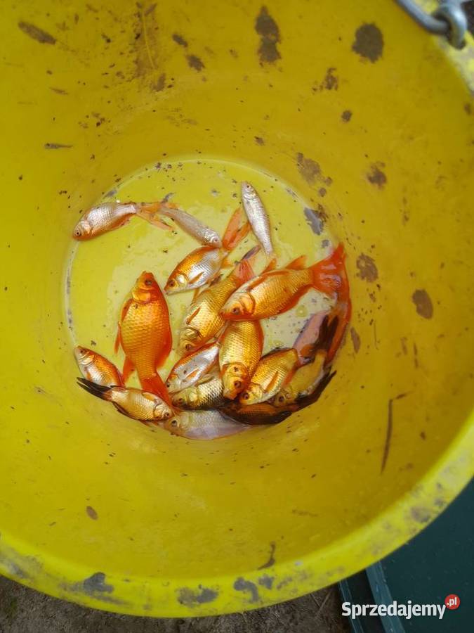 Ryby do stawu jesiotr albinos karaś kolorowy Konin