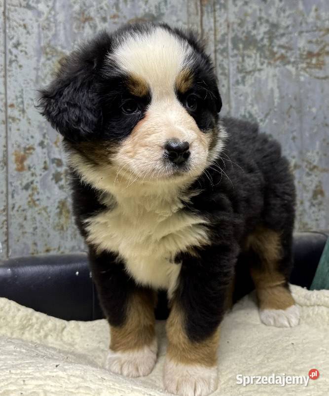 Berneński Pies Pasterski