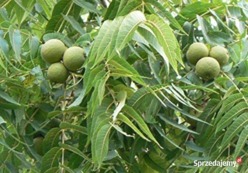 ORZECH CZARNY Juglans nigra NASIONA 10 sztuk