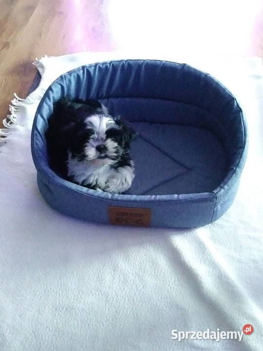 shih tzu szczeniak 8 tyg Poznań sprzedam