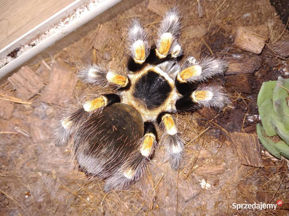 Pająki brachypelma boehmei i hamorii Korzenna sprzedam