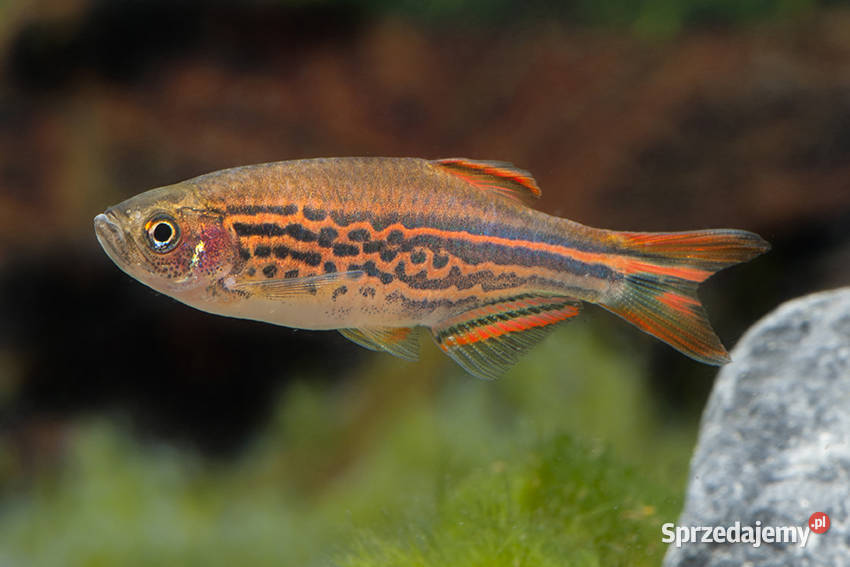 Danio birmański Danio kyathit WYSYŁKA NA KRAJ Gdańsk