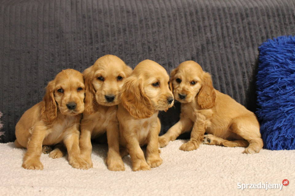 Śliczny szczeniak cocker spaniel Radwan