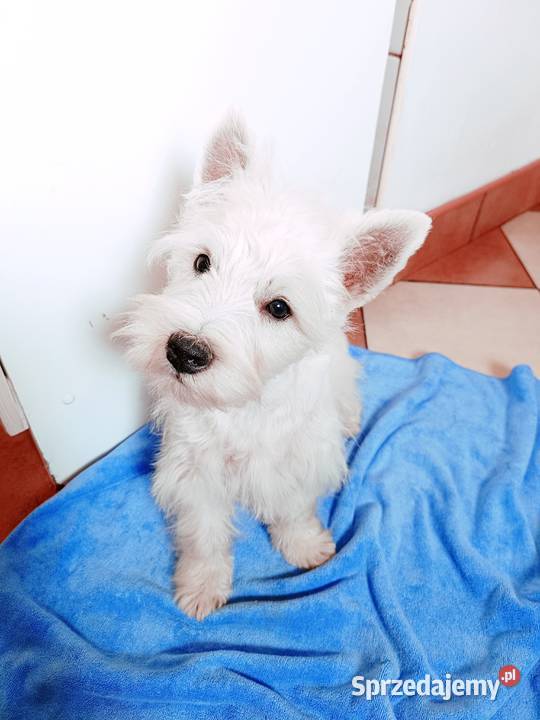 Wybitny szczeniak West Highland White terrier sprzedam