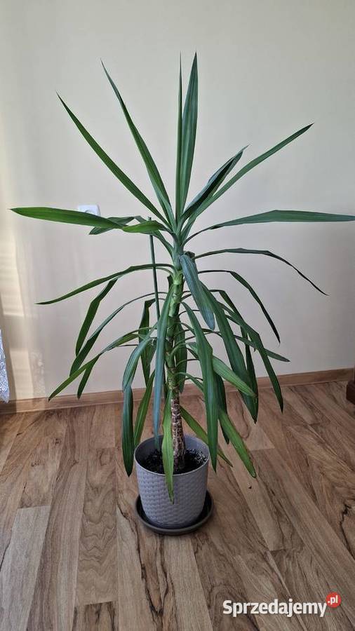 Juka yucca w doniczce 120m Gierałtowice sprzedam