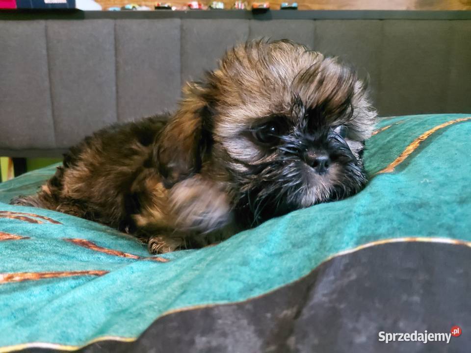 Shih tzu szuka nowego domku Krośniewice sprzedam