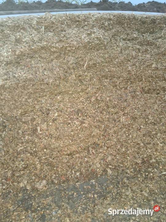 Kiszonka z kukurydzy wielkopolskie Doruchów sprzedam