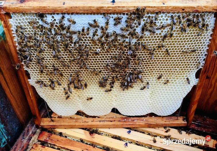 Sprzedam Rodziny Pszczele Możliwe z ulami Oleśnica