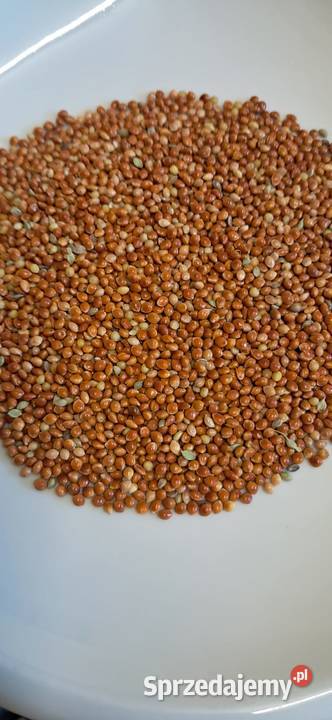 Proso czerwone zbiory 2025 BEZ GLIFOSATU