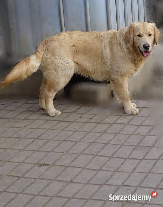 Golden retriever 7 miesięczne Przysucha
