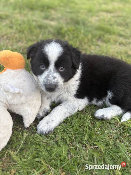 Border Collie czarnobiała suczka Pozostałe łódzkie Dylów A