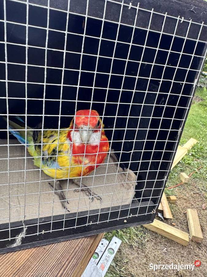 Rozella białolica golden gold Lusowo