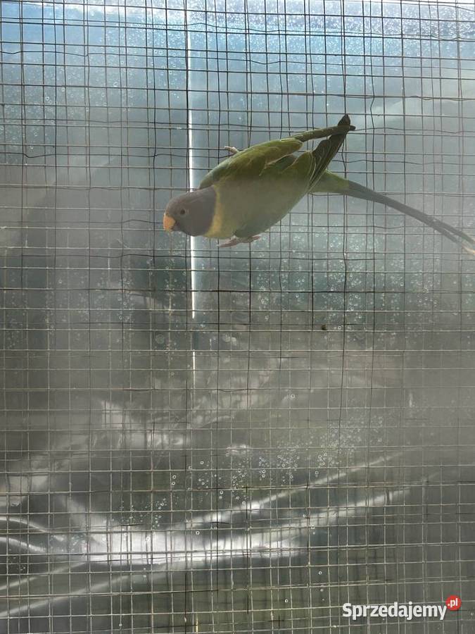 Aleksandretta śliwoglowa para lęgowa z woliery Ptaki Maciejowice