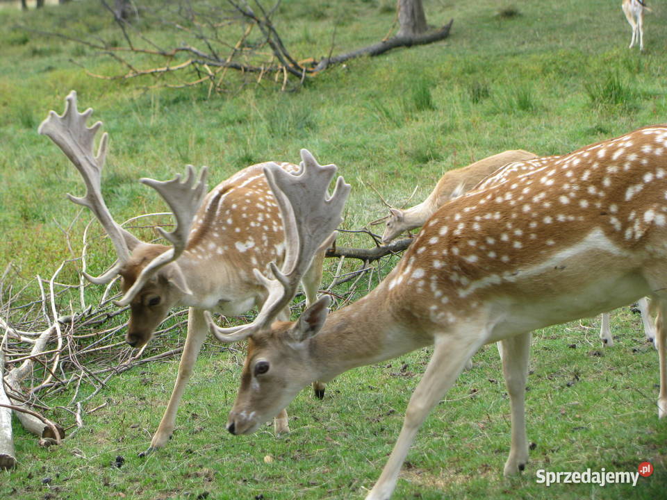 Daniele byki łanie zacielone młode szpicaki Pozostałe Słopnice