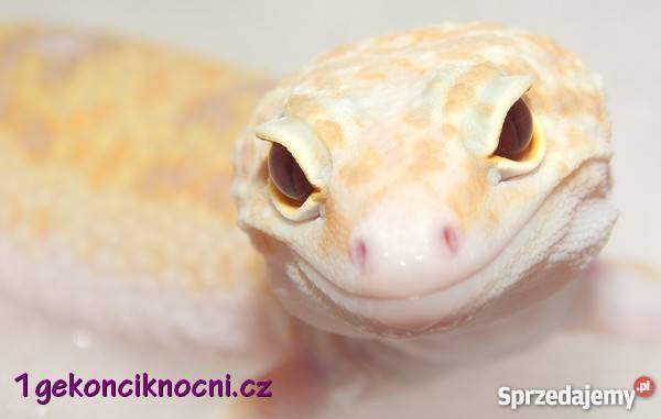 Gekon Lamparci Bielsko-Biała sprzedam