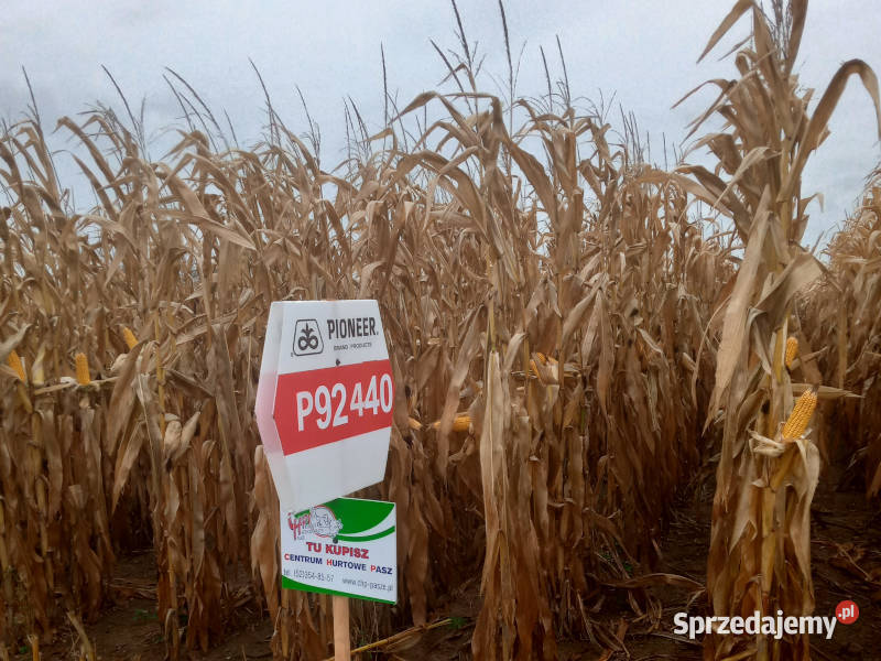 Nasiona kukurydzy Pioneer P92440 FAO Z270 K270 Gniezno