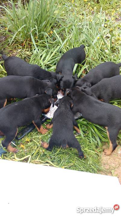 pies myśliwski mazowieckie Goszczyn