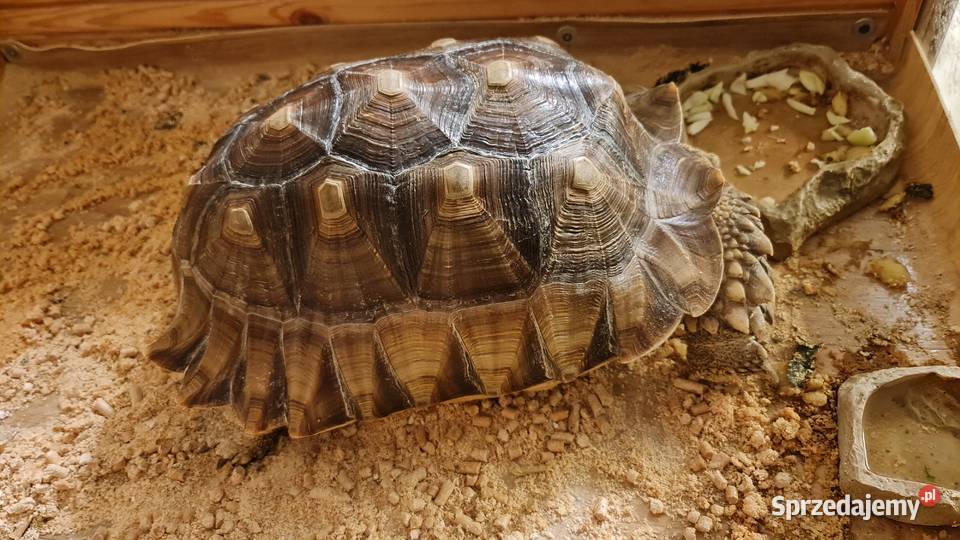 Żółw pustynny Warszawa sprzedam
