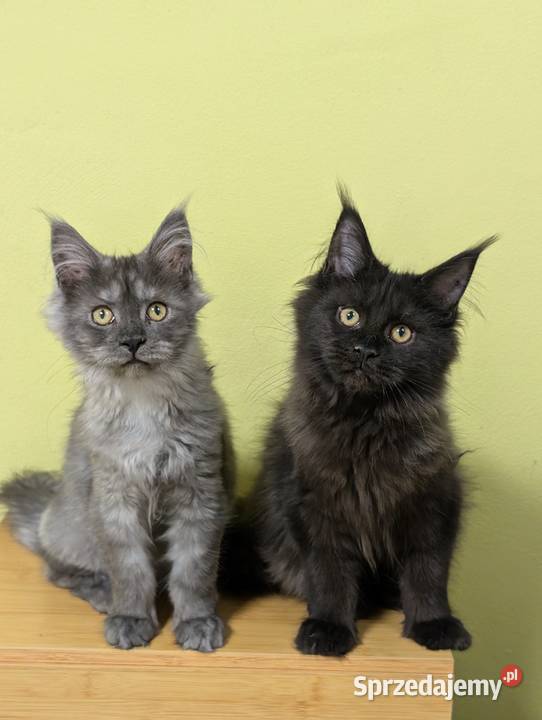 Evita czarna dymna kotka Maine Coon Tica śląskie Pszczyna