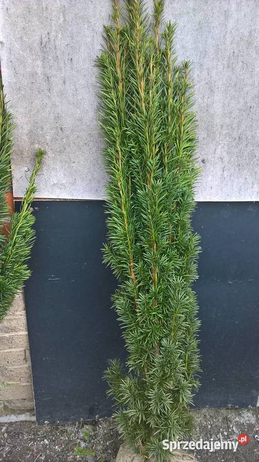 Cis Fastigiata Robusta Mszczonów sprzedam