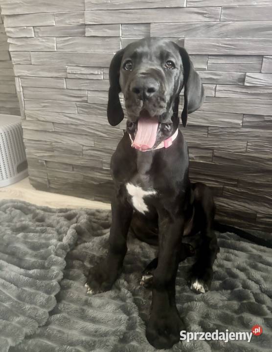 Dog niemiecki Zkwp fci