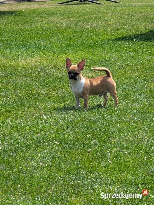 Chihuahua malutki wyjątkowy xxs łódzkie Radomsko sprzedam