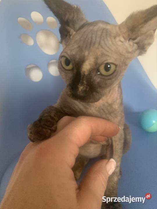 Sfinks Kanadyjski Do odbioru koteczką Rodowód wielkopolskie Leszno