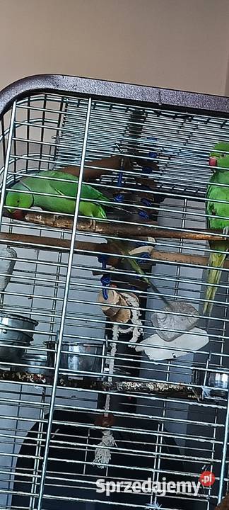 Zamienię parę Aleksandrett Bydgoszcz