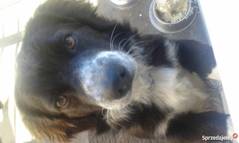 ODDAM SZCZENIAKI W RĘCE Gdynia