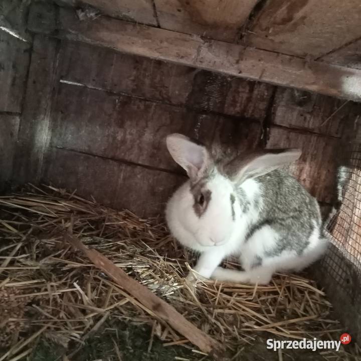 Sprzedam kotną samice królika i samca Trzepnica