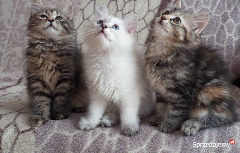 Koteczki Syberyjskie Miot L PZFWCF Sochaczew