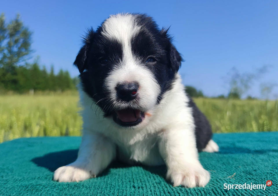 Border Collie przebadani sprawdzeni rodzice