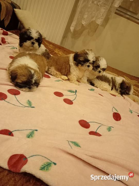 Psy rasowe Shih Tzu Kielce