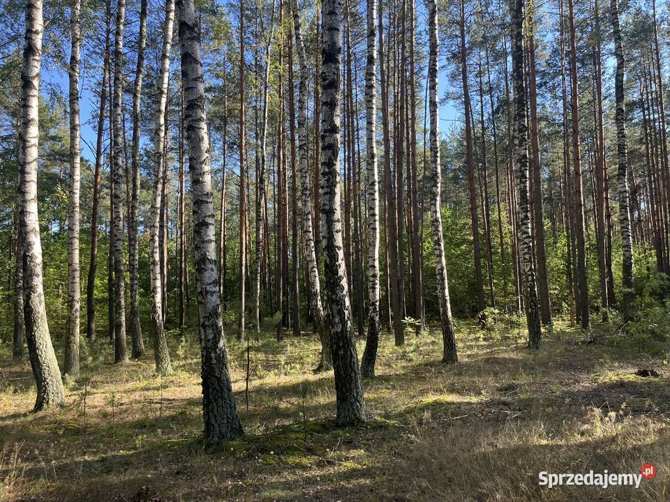 Działka leśna Uhowo k Łap podlaskie 68212m2 podlaskie