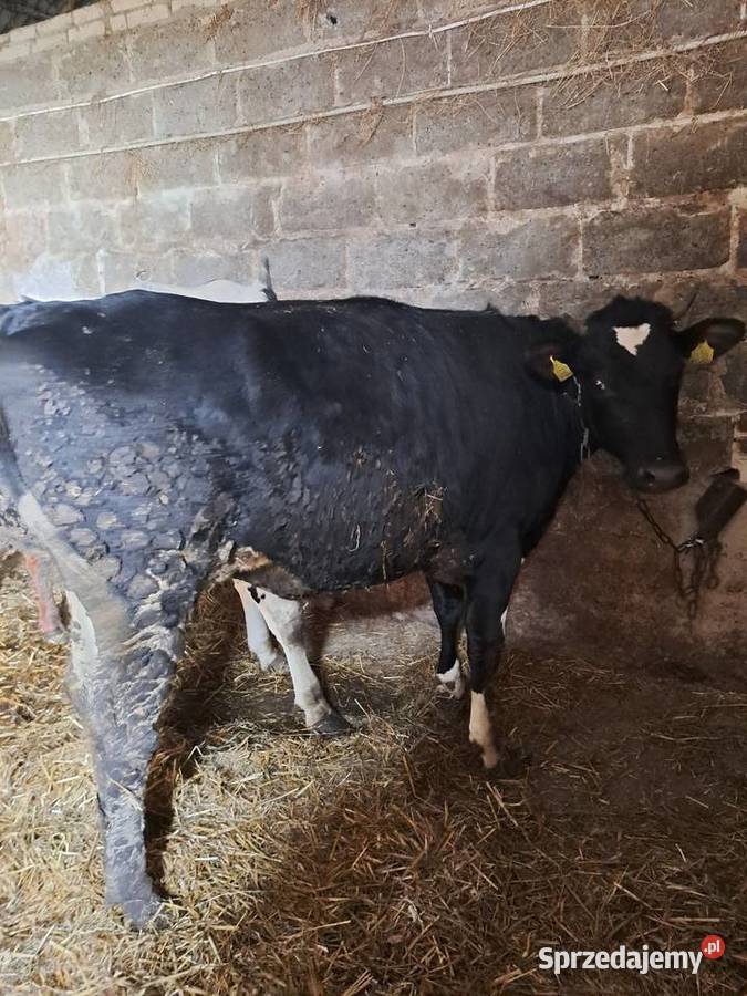 Jałówka wysokocielna termin 040126